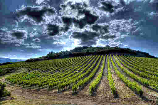 揭开法国南部葡萄酒的成功之谜
