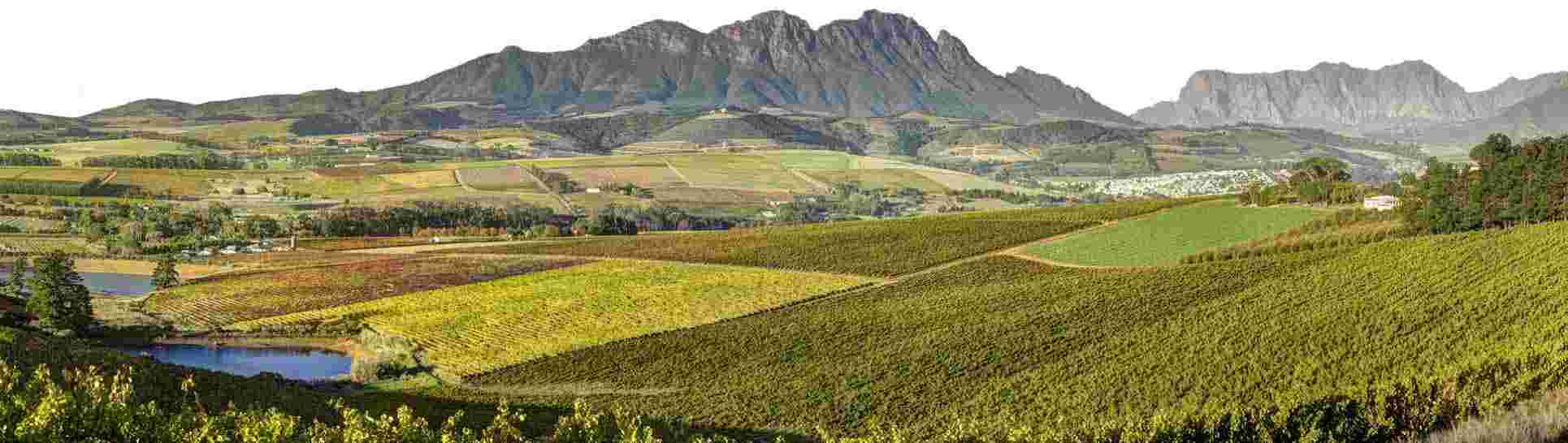 南非2015年份葡萄采收报告