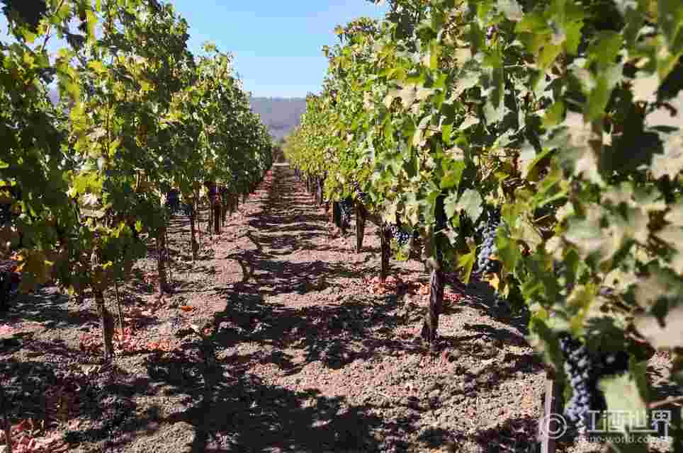 葡萄树龄能否影响葡萄酒的风味
