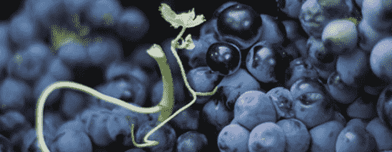 澳大利亚或研究最精准葡萄产量预估机器