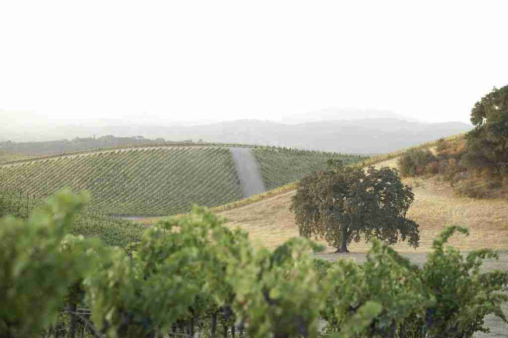 加州Paso Robles产区20多家酒庄/葡萄园易手他人