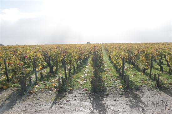 历经2年沧桑，法国终于迎来葡萄丰收年