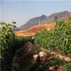 云南弥勒市葡萄产业发展的思考和展望