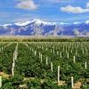 新疆种植面积达50万亩，塑造区域品牌，壮大整体实力