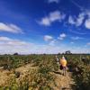 澳洲2021年酿酒葡萄迎丰收季节，预测或增产30%