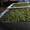 天气炎热导致葡萄减产，澳洲葡萄酒均价上涨
