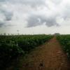 甘肃葡萄酒产业面临内忧外患局面，需要政府加大支持力度
