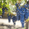 “多样化”和“差异化”是葡萄酒行业在冠状病毒危机后的发展工具