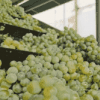 弥勒葡萄已成为当地经济发展大产业