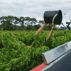 干旱林火霜冻重创澳洲葡萄酒行业