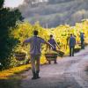 意大利三大葡萄酒产区宣布减少葡萄采摘产量