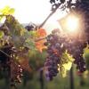 意大利农业部探讨如何应对疫情带给葡萄酒行业的冲击