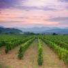 法国南部葡萄酒行业委员会制定新计划，为葡萄酒行业提供援助