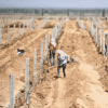红寺堡区葡萄产业集聚和带动效应开始显现