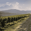 疫情影响之下，阿布鲁佐葡萄酒总产量仍然呈现积极增长势头