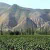 新疆葡萄极富盛名，但葡萄酒产业非常羸弱