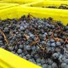 解读《吉林省鸭绿江河谷带葡萄酒产业发展规划》