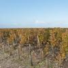 2018年勃艮第葡萄酒产量有望达到2.7亿升