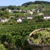 2018年法国香槟和勃艮第产区迎来葡萄大丰收