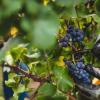 2018年份意大利葡萄产量预测报告出炉