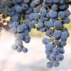 葡萄酒行业未来发展的趋势是怎样的？
