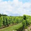 葡萄酒投资：波尔多酒进入滞涨期，意大利酒受追捧