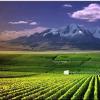 到了2022年，贺兰山东麓葡萄产业园区年产葡萄酒将达到5亿瓶以上