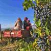 新疆葡萄产业链条日趋完善