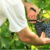 气温骤降，法国Cahor产区葡萄采收将减产