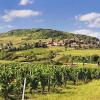 2018年法国葡萄酒产量将恢复正常状态