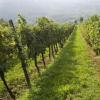 国产葡萄酒的生产成本居然高于进口葡萄酒！