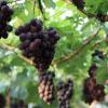 北半球5大葡萄酒生产国葡萄采收报告新鲜出炉