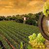 只有在法国才能感受葡萄酒文化大家了解多少呢？