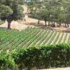 21世纪的澳大利亚葡萄酒产区发展