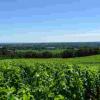 法国波尔多葡萄酒产区指南