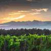 意大利葡萄酒：托斯卡纳产区的历史和文化