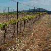 法国葡萄酒大萧条如何改变全球葡萄酒产业