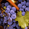 酿酒葡萄品种的重要意义