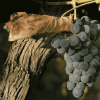 新旧世界葡萄酒文化的差异