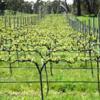 酒庄信息：普泰罗酒庄 Protero Wines