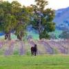 酒庄资料：平奇皇后酒庄 Queens Pinch Vineyard