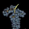 西班牙不可忽视的葡萄品种：门西亚