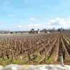 勃艮第葡萄品种的主流与非主流