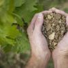 土壤学和土壤生态学如何影响葡萄栽培