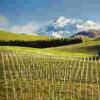 新西兰葡萄酒对美出口总额首超5亿美元