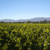 加州2016年葡萄大丰收，价格普遍上涨