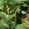 美国明尼苏达大学培育出抗寒新葡萄品种
