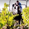 为何越来越多的酿酒师提倡使用马匹耕作葡萄园？