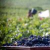 2016勃艮第葡萄收成报告：产量剧减，但品质优秀