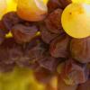 贵腐菌如何影响葡萄的成熟